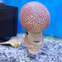 ماهی فلاور گرید AA|ماهی|تبریز, |دیوار