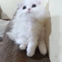 گربه اسکاتیش پرشین