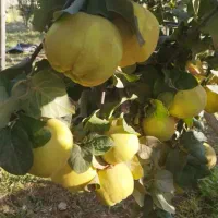 به تازه خرید از کشاورز کیلو 50|خوردنی و آشامیدنی|خانمیرزا, |دیوار