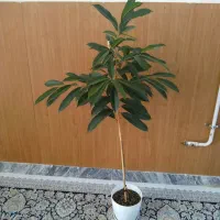 گل آمسترکینگ|گل و گیاه طبیعی|بجنورد, |دیوار
