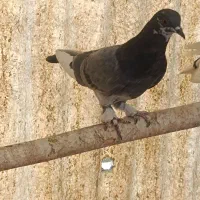 جوجه کفتر پرشی