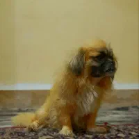 نژاد پیکینز نر