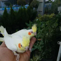 جوجه عروس درجه ۱|پرنده|دزفول, |دیوار