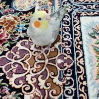 عروس هلندی سینه مون
