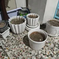 تعدادی گلدان