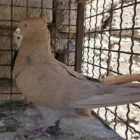 دوتا نر زرد درجه ۱ پرش سنگین