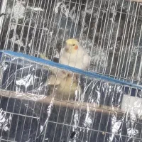 جفت عروس هلندی مولد