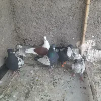 کفتر یا کبوتر|پرنده|تربت‌حیدریه, منظر|دیوار