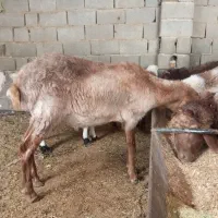 یک عدد بره نر .یک عدد ماده دیوانه شده