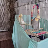 یک جفت عروس هلندی همراه با قفس و تجهیزات