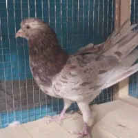 کفتر سرور نر