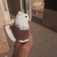 کبوتر