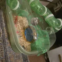 همسفر جفت|موش و خرگوش|قم, سالاریه|دیوار