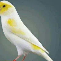 جوجه قناری موزاییکی