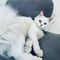 گمشده