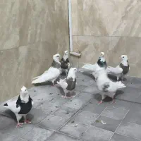 فروش تعدادی طوقی|پرنده|شهریار, شهرک بهاران (ویره)|دیوار