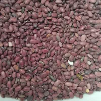 لوبیا قرمز