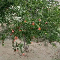 کودحیوانی درجه یک