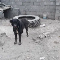 سگ نر گله ای|سگ|پیر بکران, |دیوار