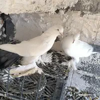 کبوتر کله ای و سبکیلی گوی گویروخ توحلی|پرنده|اسکو, |دیوار