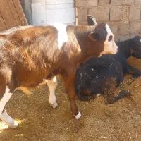 گاو گوساله فروشی سمینتال