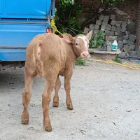۲راس گوساله ماده یکی  قرمز یکی شاه روله