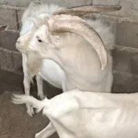 فروش نر بز سانن اصل|حیوانات مزرعه|اردبیل, |دیوار