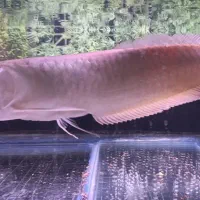 آروانا لجنخوار