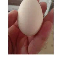 تخم مرغ محلی تازه ارگانیک|خوردنی و آشامیدنی|مشهد, جاهد شهر|دیوار