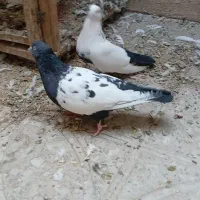 نر ماده سینه دم سیاه و ماده سینه ای|پرنده|آفتاب, |دیوار