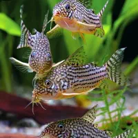 آکواریوم لیانادرشادگان|ماهی|شادگان, |دیوار