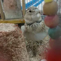 پرنده|پرنده|تربت جام, حافظ|دیوار