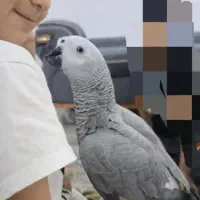 کاسکو جوون
