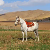 مادیان درهشور|اسب و تجهیزات اسبسواری|شهرکرد, |دیوار