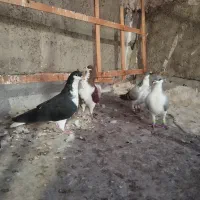 کفتر