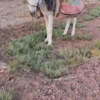 الاغ گلع ای