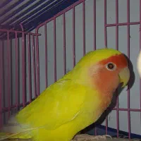 طوطی برزیلی زرد نر