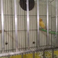 قناری ماده مست ونر بخون