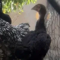 مرغ و خروس رسمی و لاری اصیل