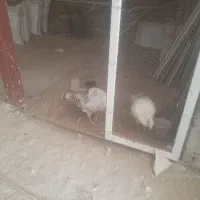 فروش دو  عدد بقلمون محلی  نر ماده