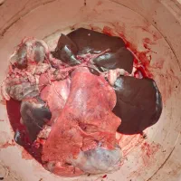 کله وپاچه وجیگر