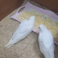 انواع جوجه عروس