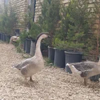 قوغاز آفریقای یک عدد نر