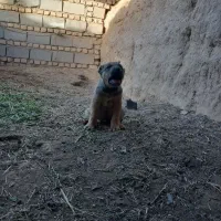 توله خراسانی