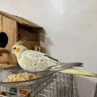 عروس هلندی نر و ماده|پرنده|تهران, افسریه جنوبی|دیوار