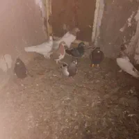 ۸تا‌کفترفروشی|پرنده|عسگران, |دیوار