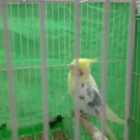 عروس هلندی نر دوکت زعفرانی بالغ|پرنده|کلاله, |دیوار