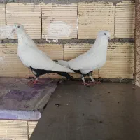 ننه طوقیه|پرنده|اهواز, کوی مهدیس|دیوار