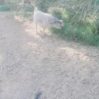 نری سنگین وزن|حیوانات مزرعه|فاریاب, |دیوار