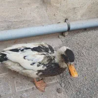 اردک بالغ ۱۰ ماهه|حیوانات مزرعه|تهران, آهنگران (سراسیاب دولاب)|دیوار